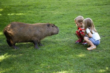 Capybara 'lı çocuklar, Hydrochoeris hydrochaeris, Normandiya Hayvanat Bahçesi  