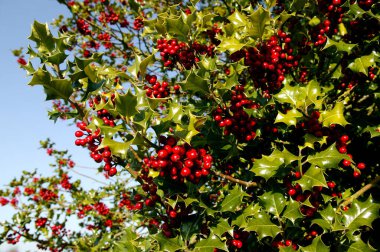 Avrupalı Holly, ilex aquifolium ve Red Berries, Normandiya 'da Kış  