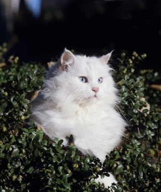 Türkiye 'de Beyaz Türk Angora Evcil Kedisi, Ankara' dan Kedi    