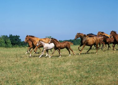 Anglo Arap Atı, Çayırda Dörtnala giden Herd  