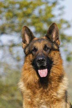 Alman Çoban Köpeği, Yetişkin Portresi  