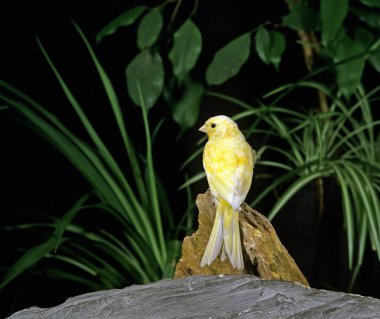 Malinois Kanaryası veya Song Kanaryası, Serinus Kanaryası 