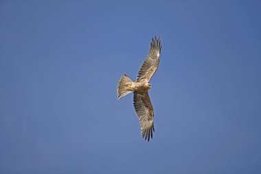 Kara Uçurtma, Milvus Migrans, Uçuşta 