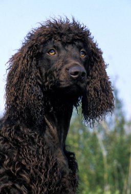 İrlanda Su Köpeği, Yetişkin Portresi   