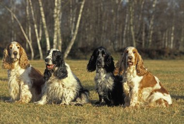 İngiliz Cocker Spaniel, Otların üzerinde oturan köpek  