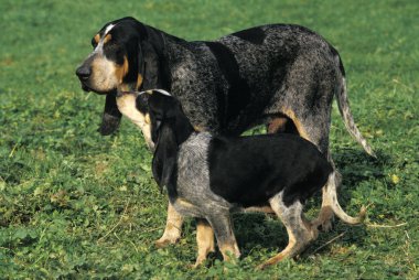 Küçük Mavi Gascony Av Köpeği, Çimenlerde Yavru Köpekli Erkek  