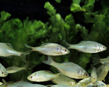 Bitterling, hodeus sericeus amarus 