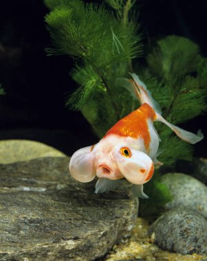 Baloncuk Gözlü Japon Balığı, karasik auratus 