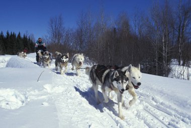 Sibirya Husky 'si, Kanada' da kızak köpeğini ezen adam.  