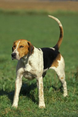 İngiliz Tilki Köpeği Çimende duruyor  