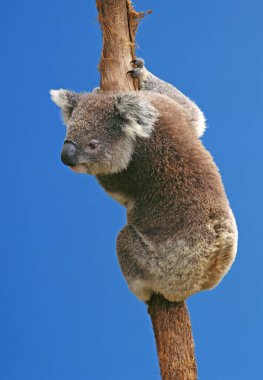 Koala, phascolarctos cinereus, Adult 'a karşı Blue Sky, Avustralya  