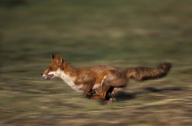Kızıl Tilki, Vulpes vulpes, Yetişkin koşusu, Normandiya 