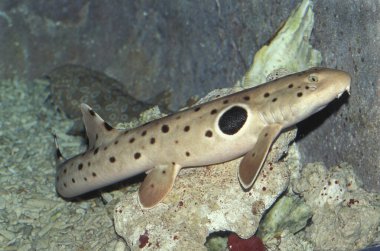Epaulette Köpekbalığı, hemisilyum ocellatum 