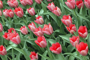 Kırmızı laleler tarlası, tulipa hybride de Darwin sake  