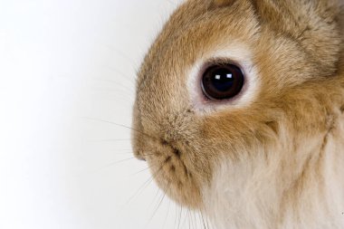 Beyaz Arkaplana Karşı Kırmızı Cüce Yurtiçi Tavşan  