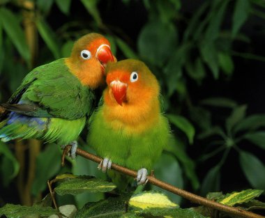 Fischer 's Lovebird, agapornis fischeri, Çiftler Bakımı  