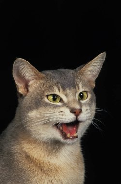 Mavi Habeşistan Evcil Kedisi, Yetişkin Miyavlama Portresi    