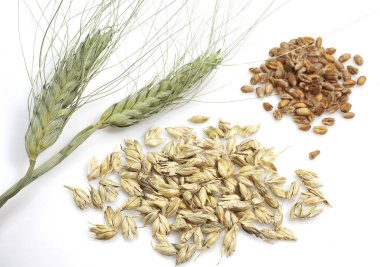 Buğday Kulağı, Un ve Tohum  