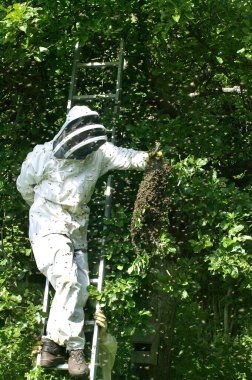 Arıcı bir Vahşi Arı sürüsünü alıp Normandiya 'daki bir Kovan' a götürüyor.  