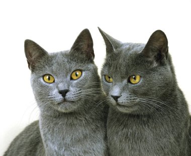 Chartreux Evcil Kedi, Beyaz Arkaplan Karşısında Portre  