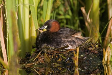 Küçük Grebe, taşibaptus ruficollis, Yetişkin Yuvası, Normandiya 'daki Gölet  