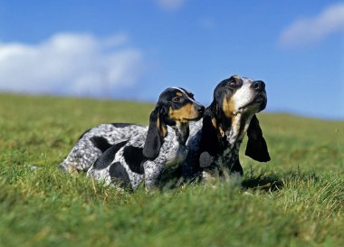 Gascony Blue Basset ya da Basset Bleu de Gascogne Dog, Anne ve Yavru Çimlerde Ayakta Duruyor  