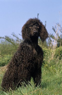 İrlanda Suyu Spaniel 'i, Otların üzerinde oturan köpek 