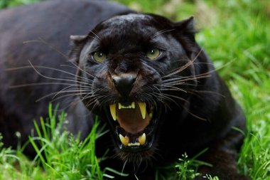 Kara Panter, Panthera pardus, Yetişkin Hırıltısı, Savunma Duruşu  