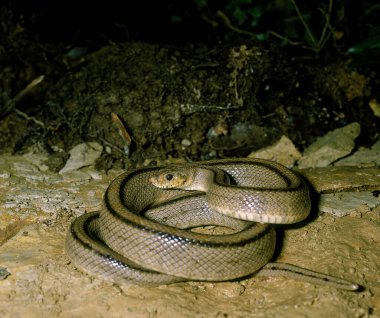 Merdiven Yılanı, elaphe scalaris 