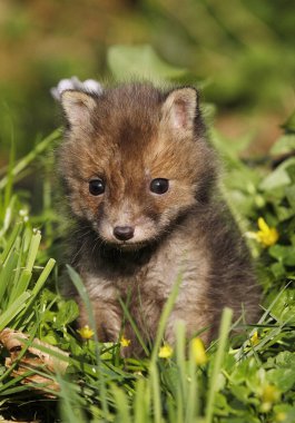 Kızıl Tilki, Vulpes vulpes, Cub, Normandiya  