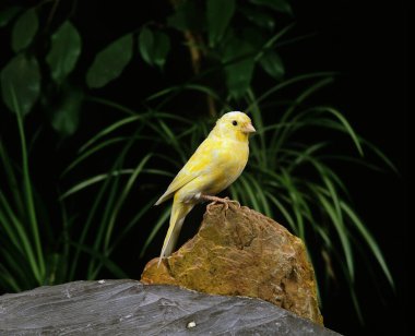 Malinois Kanaryası veya Song Kanaryası, Serinus Kanaryası 