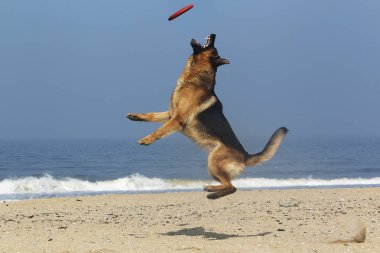 Alman çoban köpeği, Frizbi yakalayan erkek, Normandiya plajı.  