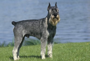 Dev Schnauzer (Kesik Kulaklı Eski Standart Üreme), Suya yakın duran Erkek  