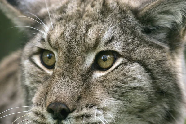 Europeu Lynx Felis Lynx Retrato Adulto Close Eyes — Fotografia de Stock