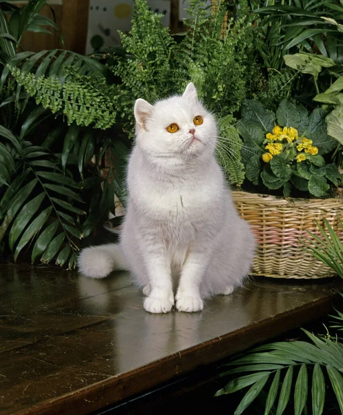 Exotic Shorthair Domestic Cat with House Plant