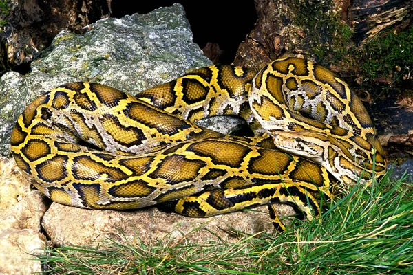 Индийский Питон Python Molurus — стоковое фото