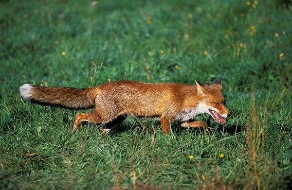 Raposa Vermelha Vulpes Vulpes Adulto Normandia — Fotografia de Stock
