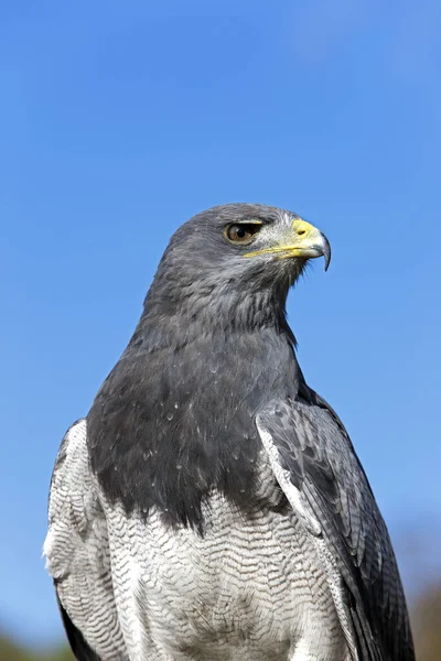 Buzzard Eagle Černou Hrudí Geranoaetus Melanoleucus Dospělý — Stock fotografie