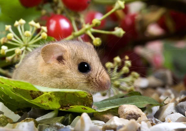 Κοινή Τυφλοπόντικας Muscardinus Avellanarius Adult Berries Νορμανδία — Φωτογραφία Αρχείου