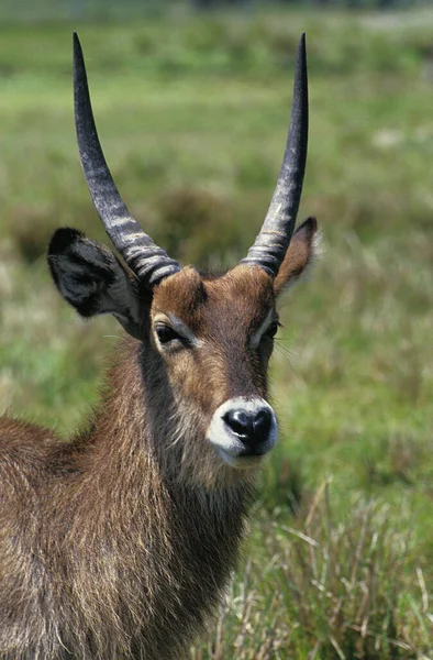 Waterbuck Comune Kobus Ellipsiprymnus Ritratto Maschio Masai Mara Park Kenya — Foto Stock