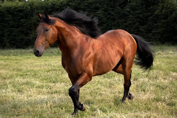 Appaloosa Häst Naturlig Bakgrund — Stockfoto