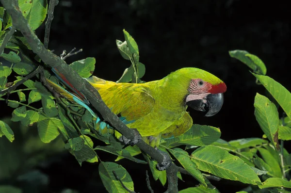 Guacamayo Verde Grande Guacamayo Buffon Ara Ambigua Adulto Parado Rama —  Fotos de Stock