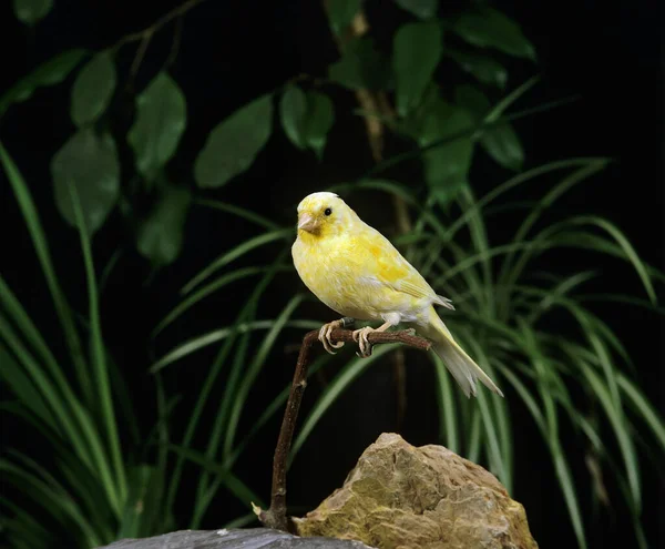 Canario Canario Canario Serinus Canaria — Foto de Stock