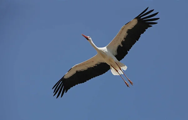 White Stork Ciconia Ciconia Adult Flight Blue Sky — Stock Photo, Image