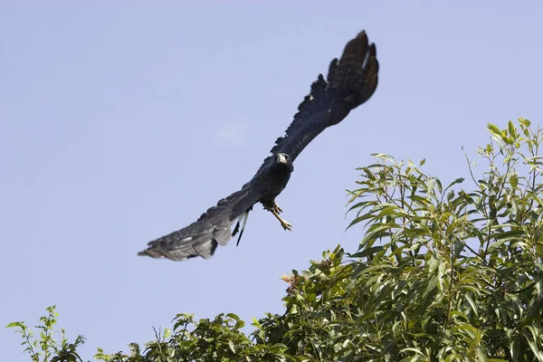 Great Black Hawk Buteogallus Urubitinga Взрослый Полёте Лос Лианос Венесуэле — стоковое фото