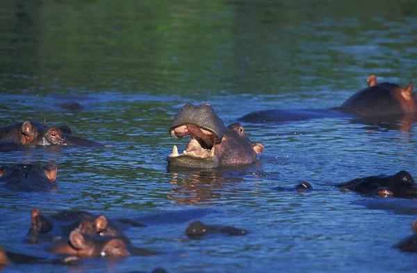 Hipopótamo Anfibio Hipopótamo Grupo Pie Río Masai Mara Park Kenia —  Fotos de Stock