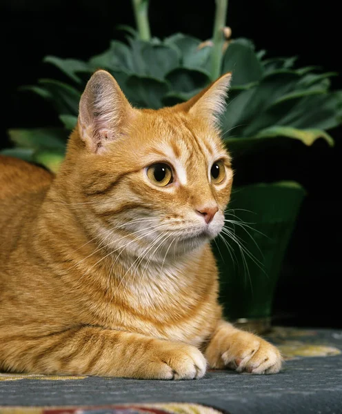 Gato Doméstico Tabby Rojo — Foto de Stock