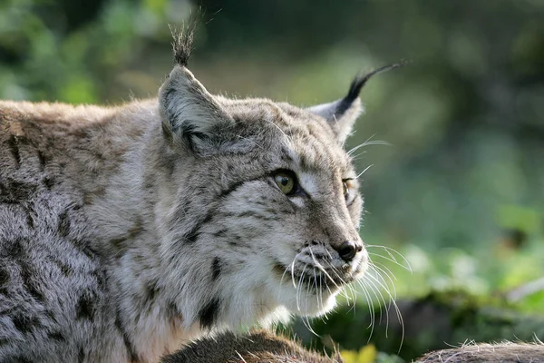 Lynx Europeu Felis Lynx Adulto Com Matança Veado Roe — Fotografia de Stock