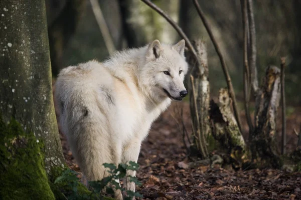 Lobo Ártico Canis Lupus Tundrarum — Foto de Stock