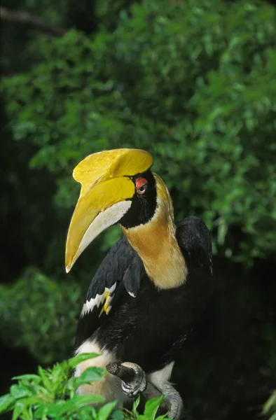 Great Hornbill Buceros Bicornis Adult — Stockfoto
